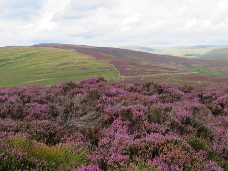 Langholm Moor